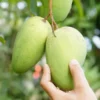 Buy Catimon (Katimon) Mango Grafted "Mangifera indica" - Plant from Nursery Nisarga
