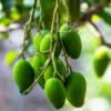 Buy Catimon (Katimon) Mango Grafted "Mangifera indica" - Plant from Nursery Nisarga