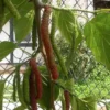 Buy Long Mulberry “Morus macroura”- Plant from Nursery Nisarga