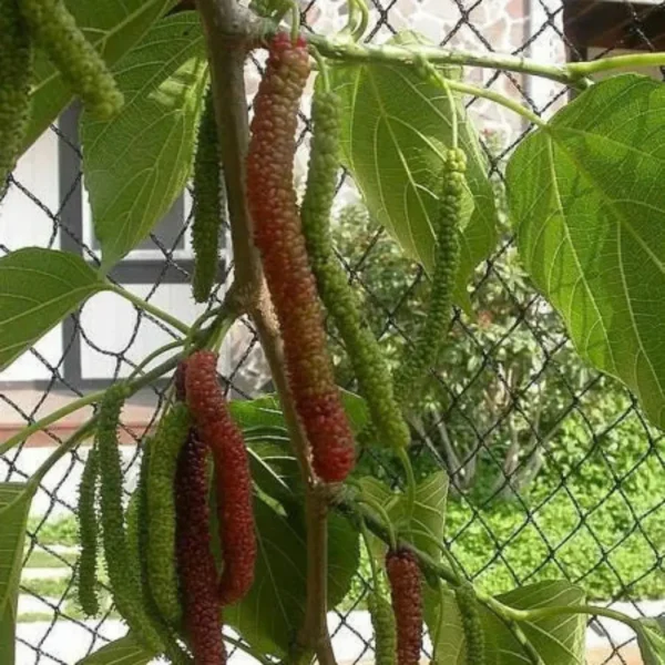 Buy Long Mulberry “Morus macroura”- Plant from Nursery Nisarga