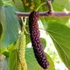 Buy Long Mulberry “Morus macroura”- Plant from Nursery Nisarga