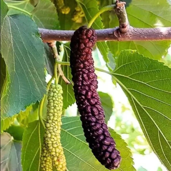 Buy Long Mulberry “Morus macroura”- Plant from Nursery Nisarga