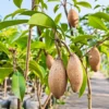 Buy Maxican Banana Chiku “Manilkara Zapota” – Plant from Nursery Nisarga