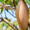 Buy Maxican Banana Chiku “Manilkara Zapota” – Plant from Nursery Nisarga