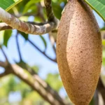 Buy Maxican Banana Chiku “Manilkara Zapota” – Plant from Nursery Nisarga