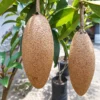 Buy Maxican Banana Chiku “Manilkara Zapota” – Plant from Nursery Nisarga