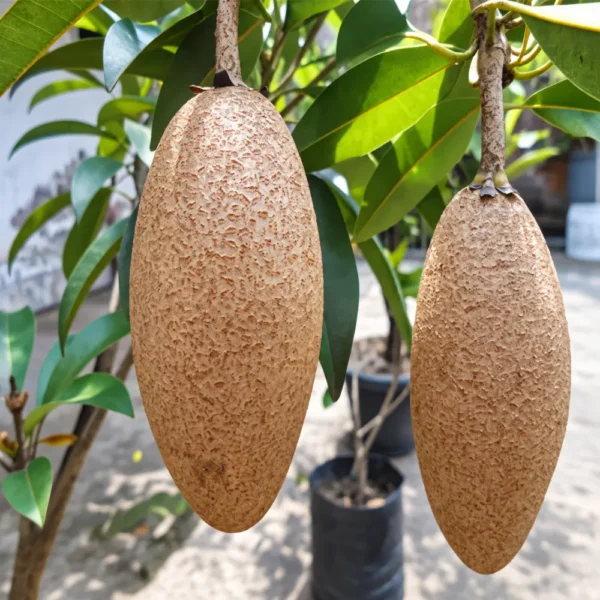 Buy Maxican Banana Chiku “Manilkara Zapota” – Plant from Nursery Nisarga