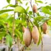 Buy Maxican Banana Chiku "Manilkara Zapota" - Plant from