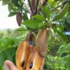 Buy Maxican Banana Chiku "Manilkara Zapota" - Plant from
