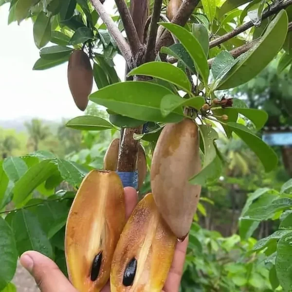 Buy Maxican Banana Chiku "Manilkara Zapota" - Plant from