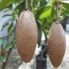 Buy Maxican Banana Chiku "Manilkara Zapota" - Plant from