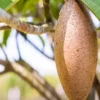Buy Maxican Banana Chiku "Manilkara Zapota" - Plant from