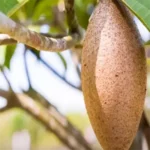 Buy Maxican Banana Chiku "Manilkara Zapota" - Plant from