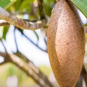 Buy Maxican Banana Chiku "Manilkara Zapota" - Plant from