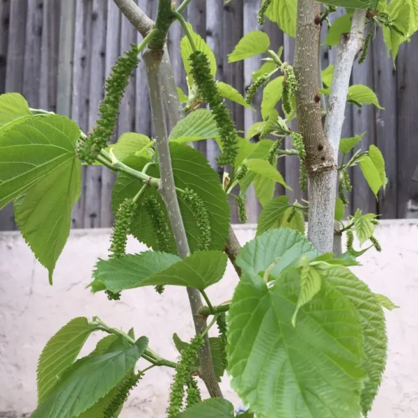 Buy Pakistani Mulberry "Morus macroura"- Plant from Nursery Nisarga