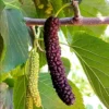 Buy Pakistani Mulberry "Morus macroura"- Plant from Nursery Nisarga