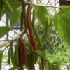 Buy Pakistani Mulberry "Morus macroura"- Plant from Nursery Nisarga