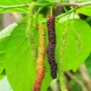 Buy Pakistani Mulberry "Morus macroura"- Plant from Nursery Nisarga