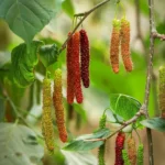Buy Pakistani Mulberry "Morus macroura"- Plant from Nursery Nisarga
