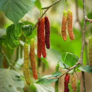 Buy Pakistani Mulberry "Morus macroura"- Plant from Nursery Nisarga