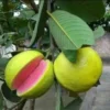 Red Diamond Psidium Guajava (Red Diamond Guava)-Plant from Nursery Nisarga