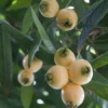 Buy Rose apple "Syzygium jambos" - plant from Nursery Nisarga