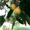 Buy Rose apple "Syzygium jambos" - plant from Nursery Nisarga