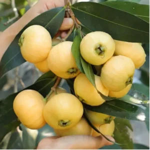 Buy Rose apple "Syzygium jambos" - plant from Nursery Nisarga