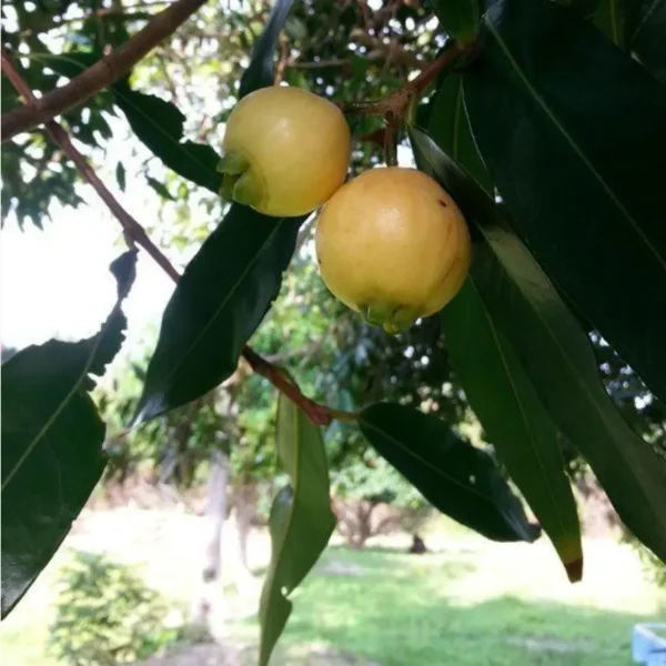 Buy Rose apple "Syzygium jambos" - plant from Nursery Nisarga