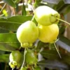 Buy Rose apple "Syzygium jambos" - plant from Nursery Nisarga