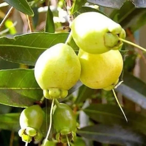 Buy Rose apple "Syzygium jambos" - plant from Nursery Nisarga