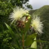 Buy Rose apple "Syzygium jambos" - plant from Nursery Nisarga