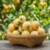 Buy Rose apple "Syzygium jambos" - plant from Nursery Nisarga