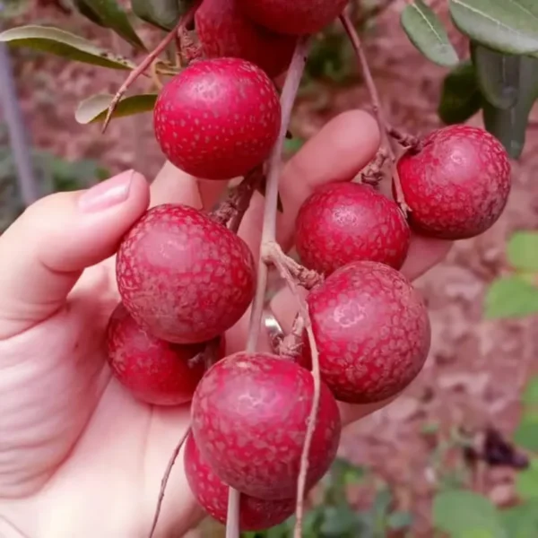 Buy Ruby Longan Fruit " Dragon Eye "- Plant From Nursery Nisarga