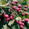 Buy Ruby Longan Fruit " Dragon Eye "- Plant From Nursery Nisarga