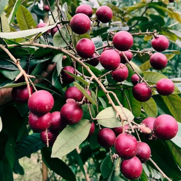 Buy Ruby Longan Fruit " Dragon Eye "- Plant From Nursery Nisarga