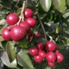 Buy Ruby Longan Fruit " Dragon Eye "- Plant From Nursery Nisarga