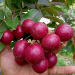 Buy Ruby Longan Fruit " Dragon Eye "- Plant From Nursery Nisarga