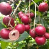Buy Ruby Longan Fruit " Dragon Eye "- Plant From Nursery Nisarga