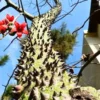 Buy Shalmali thorn, semal thorn "Bombax ceiba" - plant from Nursery Nisarga