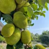 Buy Vietnam Super Early Jackfruit (Artocarpus heterophyllus) – Plant from Nursery Nisarga
