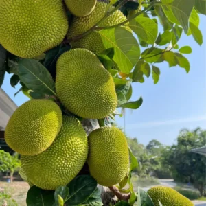 Buy Vietnam Super Early Jackfruit (Artocarpus heterophyllus) – Plant from Nursery Nisarga