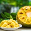 Buy Vietnam Super Early Jackfruit (Artocarpus heterophyllus) – Plant from Nursery Nisarga