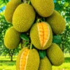 Buy Vietnam Super Early Jackfruit (Artocarpus heterophyllus) – Plant from Nursery Nisarga