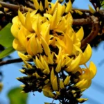 Buy Yellow Palash "Grafted" , Butea Monosperma- Plant from Nursery Nisarga