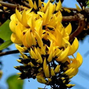 Buy Yellow Palash "Grafted" , Butea Monosperma- Plant from Nursery Nisarga