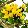 Buy Yellow Palash "Grafted" , Butea Monosperma- Plant from Nursery Nisarga