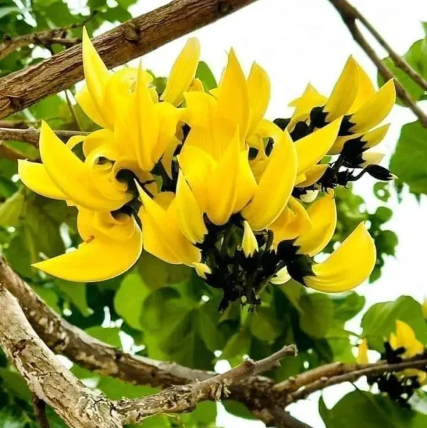 Buy Yellow Palash "Grafted" , Butea Monosperma- Plant from Nursery Nisarga