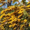 Buy Yellow Palash "Grafted" , Butea Monosperma- Plant from Nursery Nisarga
