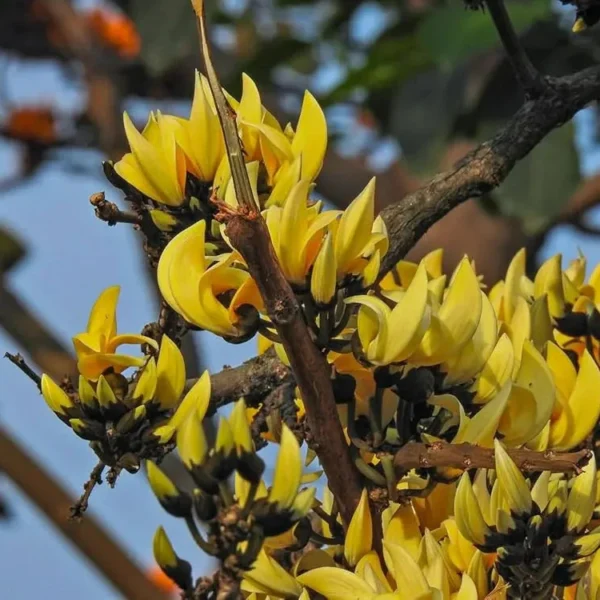 Buy Yellow Palash "Grafted" , Butea Monosperma- Plant from Nursery Nisarga